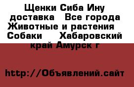 Щенки Сиба Ину доставка - Все города Животные и растения » Собаки   . Хабаровский край,Амурск г.